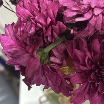 Çiçek Siparişim Kırık Ve Çürük Olarak Teslim Edildi