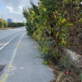 İstanbul Büyükşehir Belediyesi Kaldırımlarda Ağaç Engeli Yaya Güvenliğini Tehdit Ediyor!