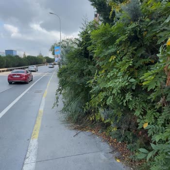 İstanbul Büyükşehir Belediyesi Kaldırımlarda Ağaç Engeli Yaya Güvenliğini Tehdit Ediyor!