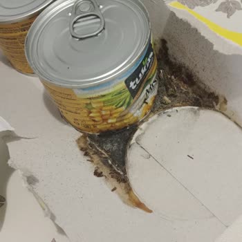 Tukaş Mısır Konservesinde Kurt Şoku!