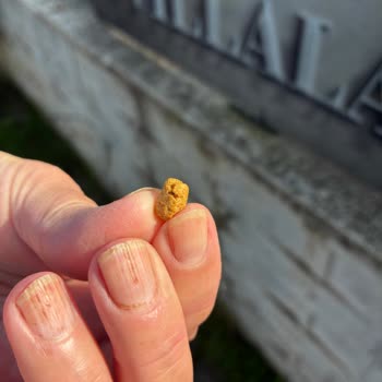 Aldığım Kedi Mamasında Güven Sorunu Ve Çözülmeyen Mağduriyet