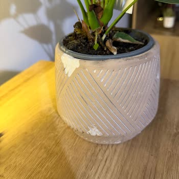 Sipariş Edilen Bitki Kırık Ve Farklı Geldi Hediye Mahcubiyet Yaşattı