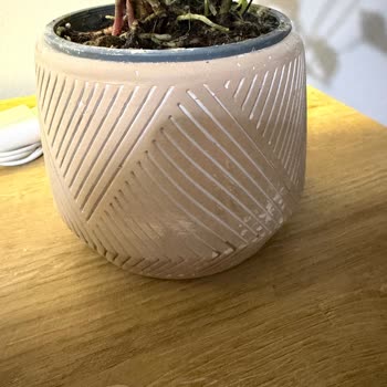 Sipariş Edilen Bitki Kırık Ve Farklı Geldi Hediye Mahcubiyet Yaşattı