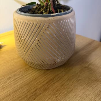 Sipariş Edilen Bitki Kırık Ve Farklı Geldi Hediye Mahcubiyet Yaşattı