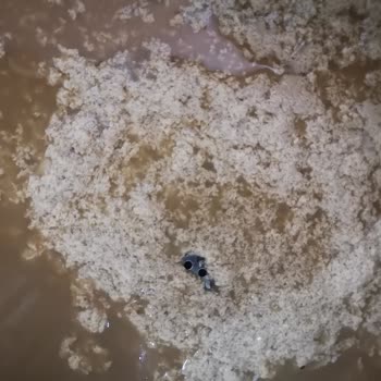 Aldığım Sütler Bozuk Çıktı Güvenim Sarsıldı