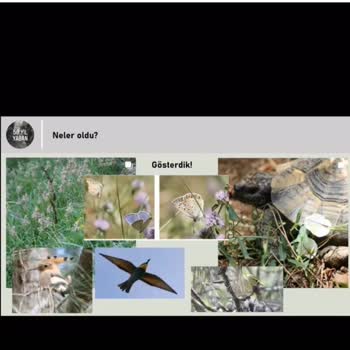 idealtepe 50.yil korusundaki doğal yaşam tahribi