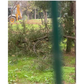 idealtepe 50.yil korusundaki doğal yaşam tahribi