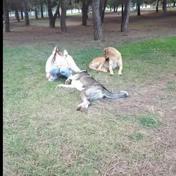 idealtepe 50.yil korusundaki doğal yaşam tahribi