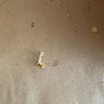 Burger King Siparişimde Çıkan Kemik Sağlığımı Tehlikeye Attı Güvenim Sarsıldı!