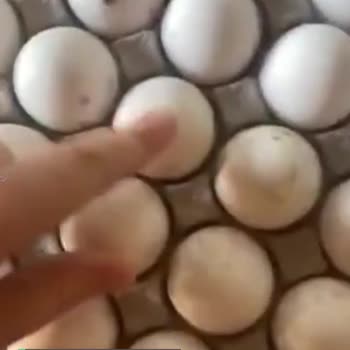 Keskinoğlu Yumurtalar Küflü, Lütfen Geri Dönüş Sağlayın!