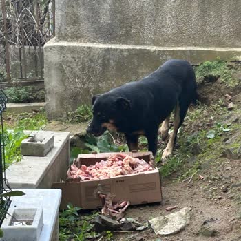 Mezarlıkta Bırakılan Etler Nedeniyle Hijyen Ve Güvenlik Sorunu Yaşanıyor