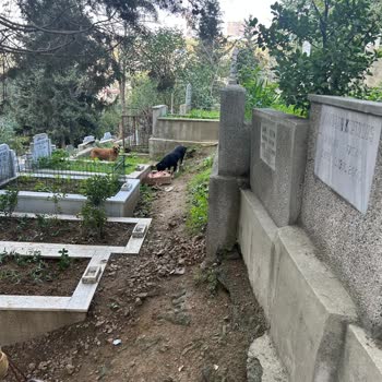 Mezarlıkta Bırakılan Etler Nedeniyle Hijyen Ve Güvenlik Sorunu Yaşanıyor