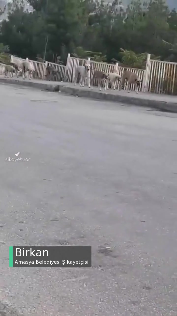 Amasya Belediyesi Köpekler Sürü Halinde! videonun kapak resmi