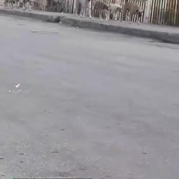 Amasya Belediyesi Köpekler Sürü Halinde!