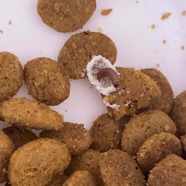 Kedi Mamasında Son Kullanma Tarihine Rağmen Kurtlanma Sorunu Yaşadım