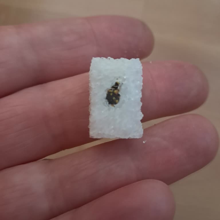 Küp Şeker Kutusunda Böcek Çıkması Hijyen Endişesi