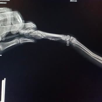 AVM'nin Puset Zorunluluğu Nedeniyle Köpeğimin Yaralanması