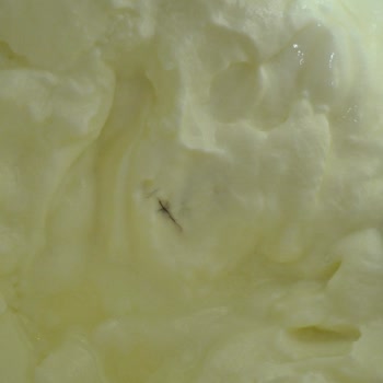 Yoğurt İçinde Kıl Ve Topaklı Yabancı Maddeyle Karşılaştım Hijyen Endişesi Yaşadım