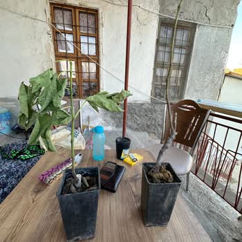 Eksik Ve Kusurlu Fidan Teslimatı, İletişimsizlik Ve Fatura Sorunu