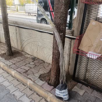 Eksik Ve Kusurlu Fidan Teslimatı, İletişimsizlik Ve Fatura Sorunu