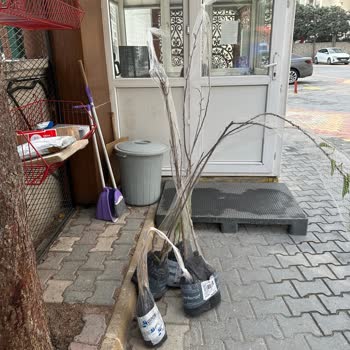 Eksik Ve Kusurlu Fidan Teslimatı, İletişimsizlik Ve Fatura Sorunu