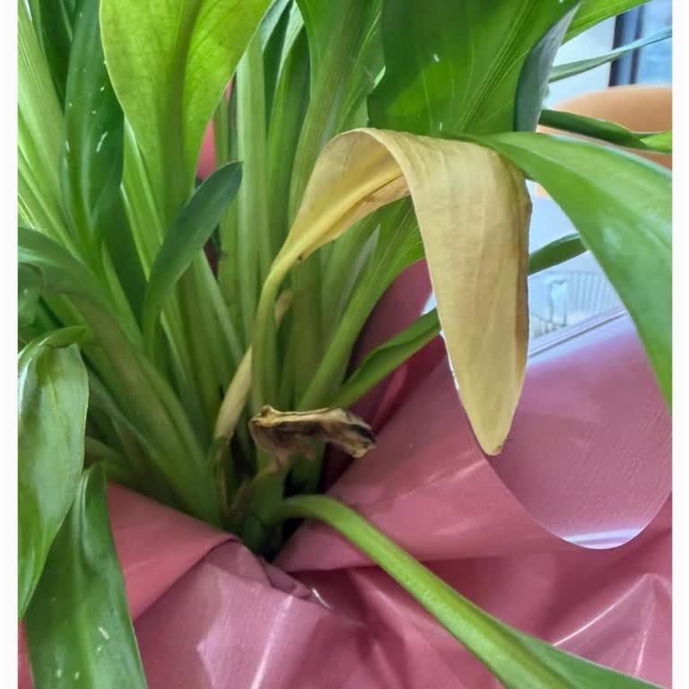 Çiçek Sepeti Solmuş Çiçek Teslimatı Ve Tekrarlayan Sorunlar Nedeniyle Memnuniyetsizlik