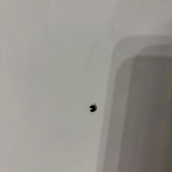 Makarna Lütfen Hayvan Dışkısına Benzeyen, İğrenç ve Sert Bir Cisim Çıktığını Fark Ettim