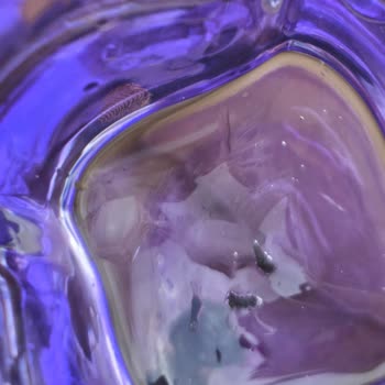 Lav Kahve Yanı Bardaklarda Cam İçinde Böcek Benzeri Maddeler Çıktı