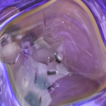 Lav Kahve Yanı Bardaklarda Cam İçinde Böcek Benzeri Maddeler Çıktı