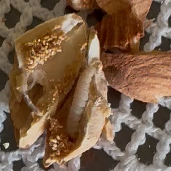 Aldığım Bademlerin İçinden Kurt Çıktı, Hijyen Sorunu Yaşadım