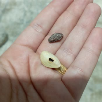 Aldığım Antep Fıstığı Bayat Ve Küflü Çıktı, Mağduriyet Yaşadım