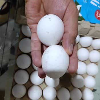 BİM’den Aldığım Yumurtalar Küflü Ve Bozuk Çıktı, Mağduriyetim Giderilmiyor