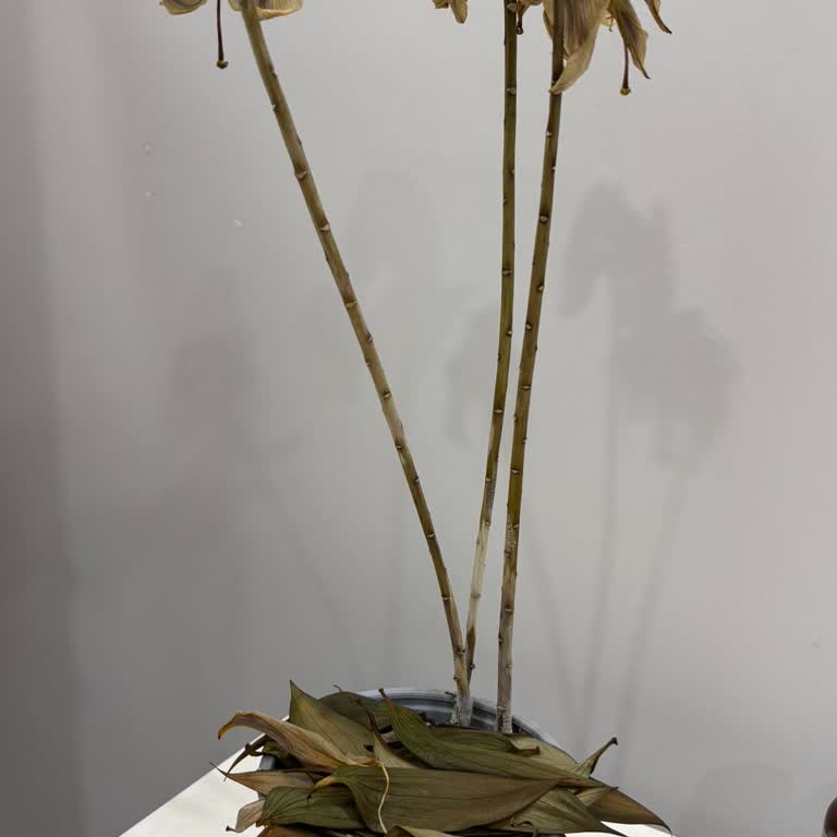 Taze Çiçek | Tazecicek.com Sahte Canlı Çiçek