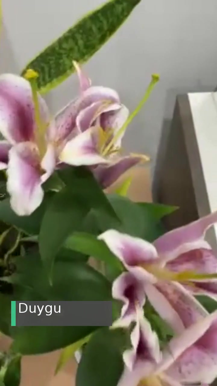 Taze Çiçek | Tazecicek.com Sahte Canlı Çiçek videonun kapak resmi