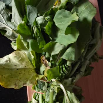 Migros Sanal Market'ten Sürekli Bozuk Manav Ürünleri Teslimatı