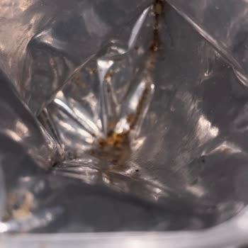 Aldığım Cevizden Kurt Çıktı, Sağlığımız Tehlikede!