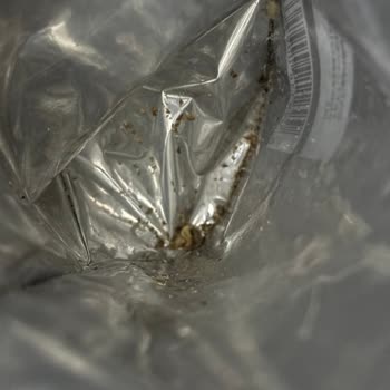 Aldığım Cevizden Kurt Çıktı, Sağlığımız Tehlikede!