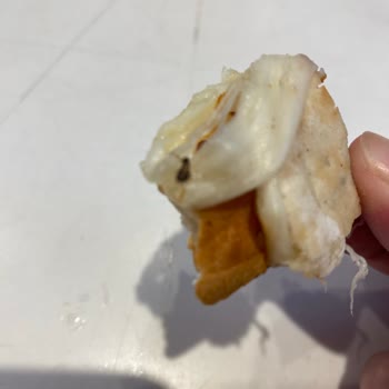 Siparişimde Böcek Çıkması Ve Restoran Yetkililerinin İlgisizliği