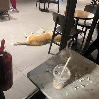 Starbucks Şubesinde Hijyen Sorunu Ve İletişim Eksikliği