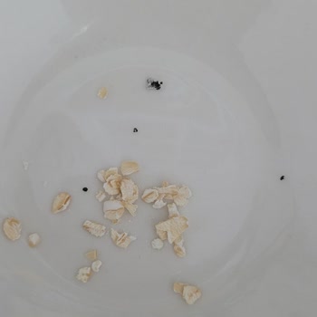 Eti Lifalif Yulaf Ezmesi'nde Pakette Tanımlanamayan Siyah Maddelerle Karşılaştım