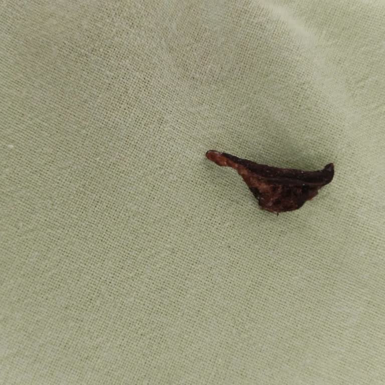 Aldığım Çekirdekte Yabancı Maddeyle Karşılaştım, Hijyen Ve Kalite Hayal Kırıklığı Yarattı