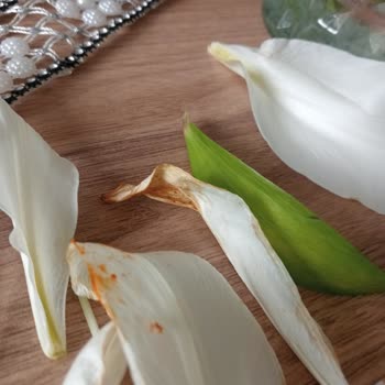 Solmuş Çiçek Teslimatı Ve Müşteri Hizmetlerine Ulaşılamadı