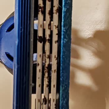 Gillette Blue3 Slalom, las cuchillas se oxidaron tras pocos usos