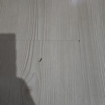 Dyson V8 Süpürge Parkelerimi Zarar Veriyor, Mağduriyetim Giderilmiyor