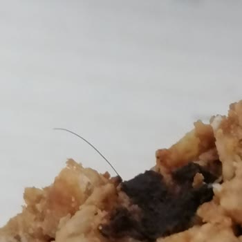 Yulaf Barın İçinden Çıkan Kıl Hijyen Ve Güvenimi Sarstı