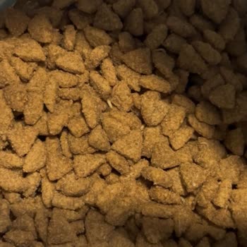 Complaint About Contaminated Purina Cat Food – Refund Request