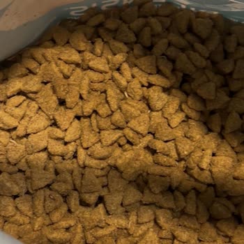 Complaint About Contaminated Purina Cat Food – Refund Request