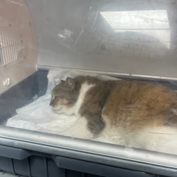 Complaint About Gourmet Gold Wet Cat Food – Product Caused Severe Poisoning and Death