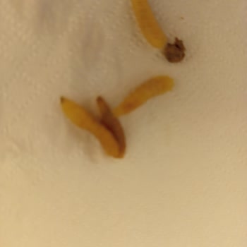 Purina Gourmet Cat Food Arrived Spoiled and Infested