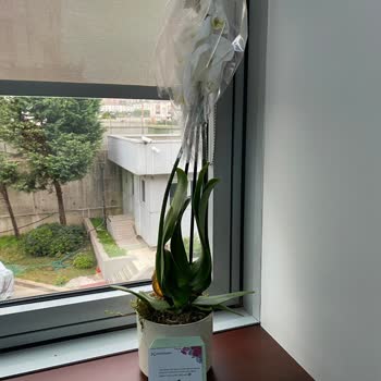 Çiçek Solmuş Ve Kırık Teslim Edildi Müşteri Hizmetleri Çözüm Sunmadı